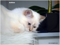 /album/fotogaleria%3a-ashima-de-catali%c2%b4s/ashimasnowyglove-5-jpg1/